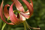 Turk's cap lily